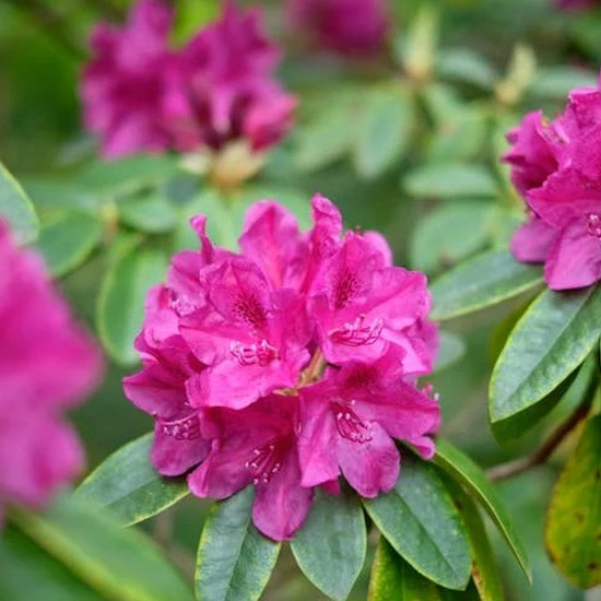 Zoom sobre una azalea