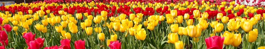 Campo de tulipanes rojos y amarillos.