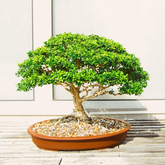 Bonsai para el Día del Padre