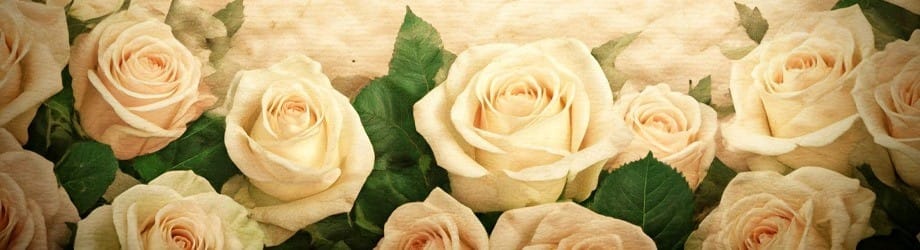 Rosas Blancas