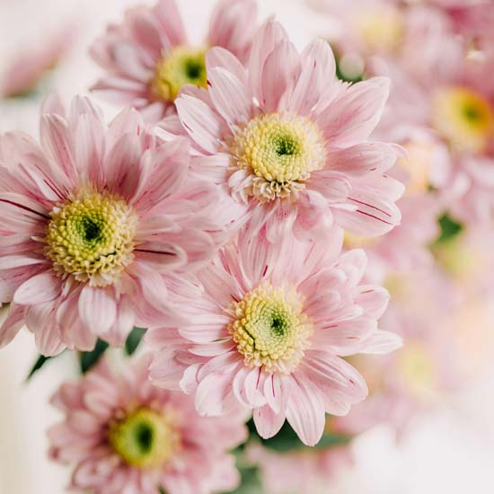 Bouquet de Rosas de colores