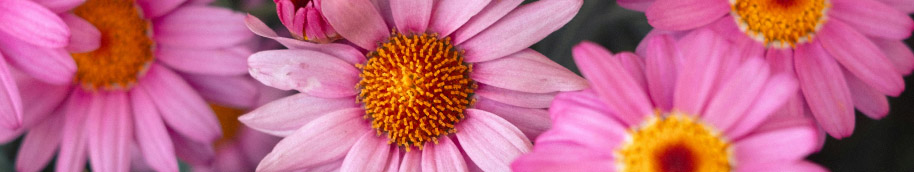 Bouquet de Rosas de Gerberas