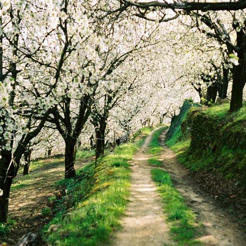 Camino con arboles en flor