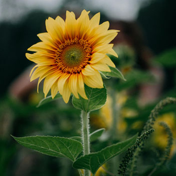 Girasoles ramo