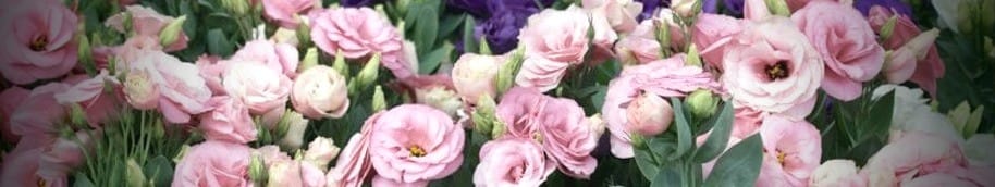 Lisianthus rosa