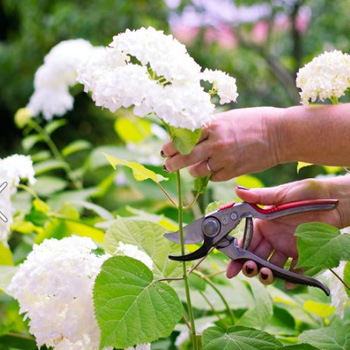 Podando hortensia