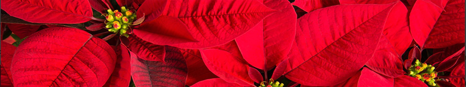 Poinsettias