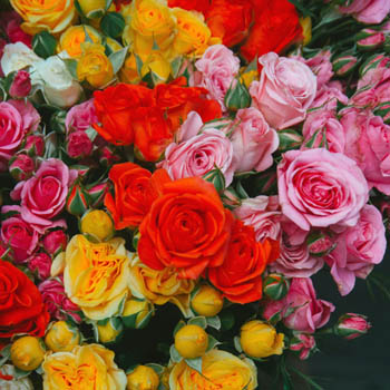 Rosas de colores