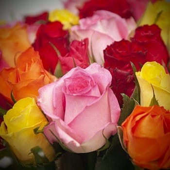 Rosas Multicolor