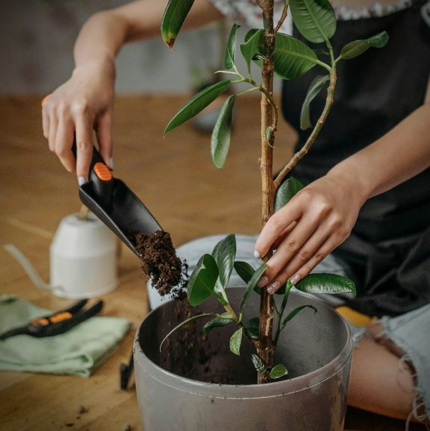 Trasplantando planta