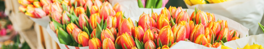 tulipanes_de_colores