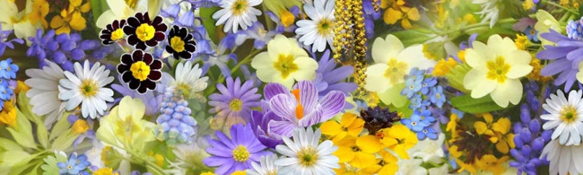 banner_flores_variadas_900x270