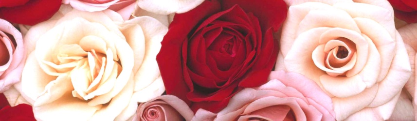 rosas_1200x350