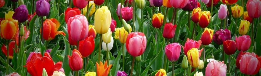 tulipanes_1200x350