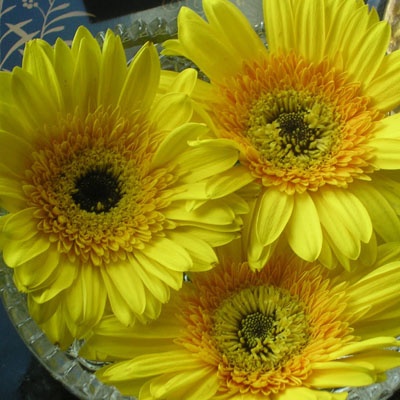 gerberas_3_amarillas