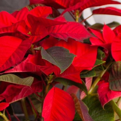 poinsettia_flor_de_navidad_550x550