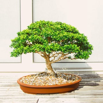 bonsai-dia-padre