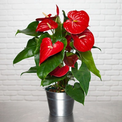 anthurium-rojo-430x430