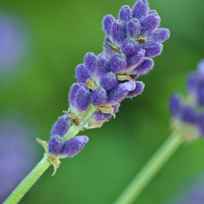 lavanda_400x400