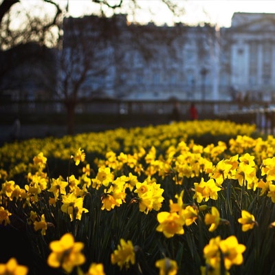 narcisos_ciudad_amarillo_400x400