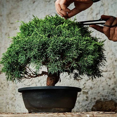 dia_del_padre_bonsai_cuidado