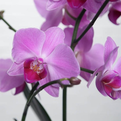 orquidea-violeta-430x430