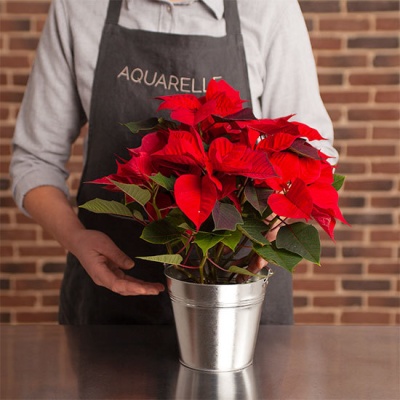 poinsettia_y_florista_550x550