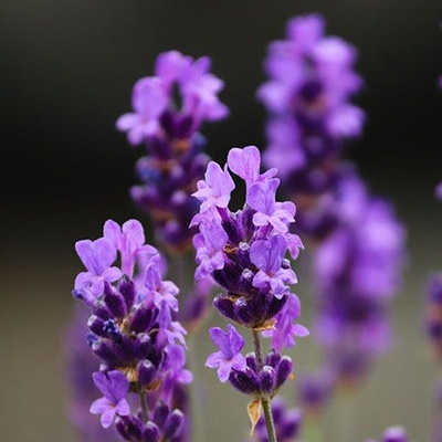 lavanda_aromarica_400x400