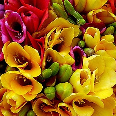 fresias_colores_400x400