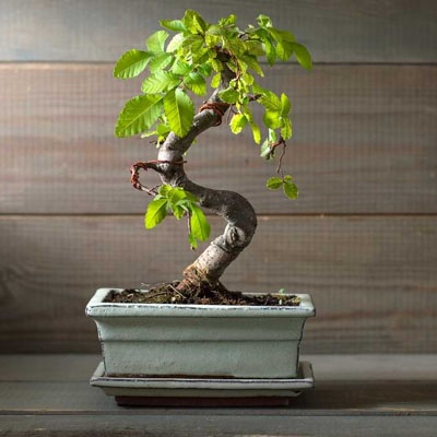 bonsai_dia_padre_maceta_rectangular