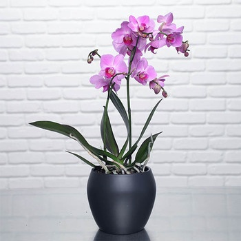 Consejos Cuidados de Orquídeas 