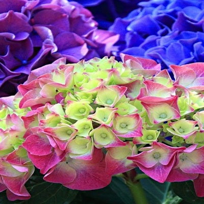 hortensias_exclusivas_400x400