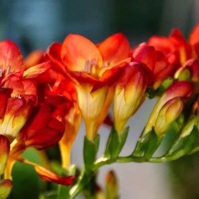 fresias_rojas_400x400