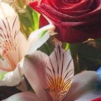 banner-flores-multi