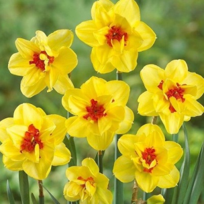 Narcisos