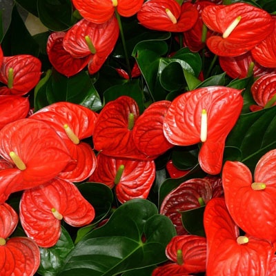 anthurium_varios_400x400