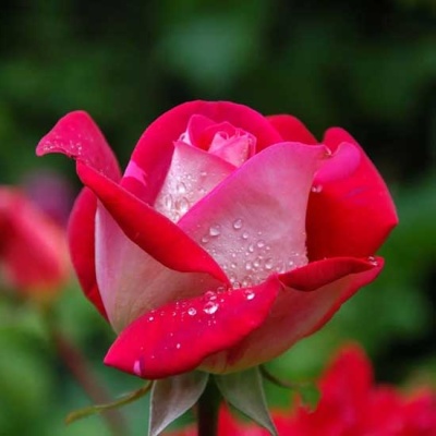 rosa-roja