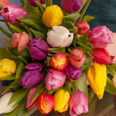 tulipanes-de-colores-flores-a-domicilio-430x430