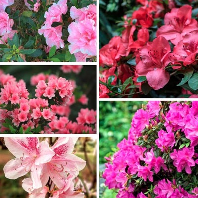 azaleas_variedades_400x400