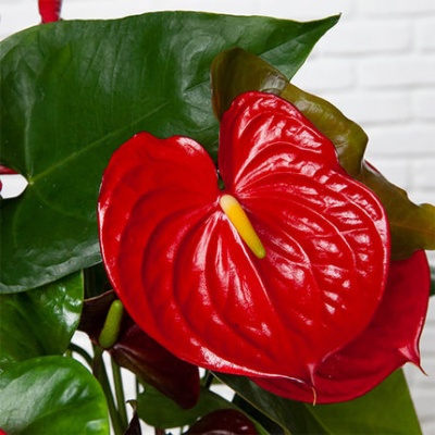 anthurium_430x430