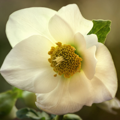 Flores de Invierno: Belleza y Resistencia