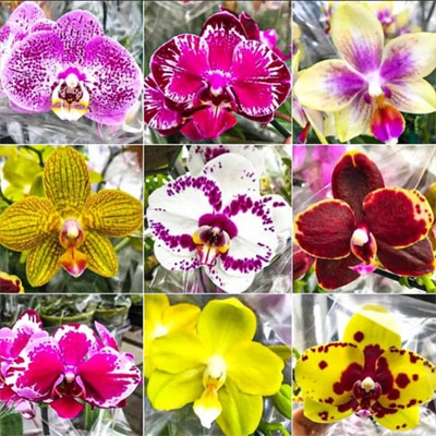 orquideas_diez_variedades