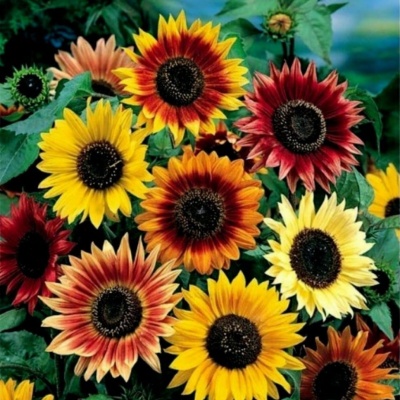 girasoles_colores