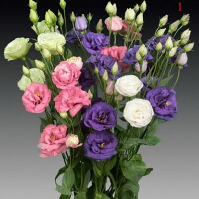 lisianthus_colores_400x400