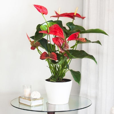 anthurium_decorativo_mesa_400x400