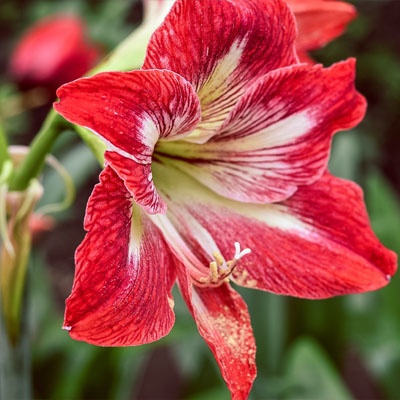 amaryllis_roja_400x400