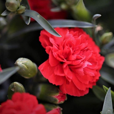 clavel_rojo_400x400