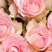 banner-rosas-rosa