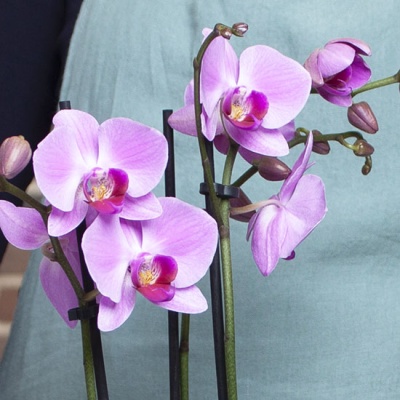 orquidea-violeta-330x330