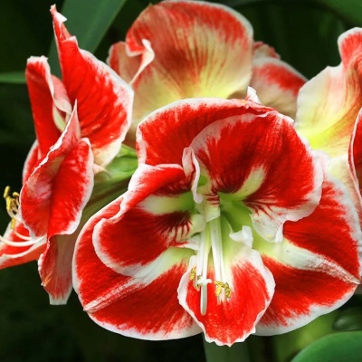 Amaryllis